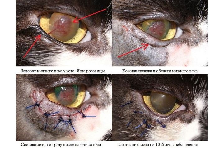 Chirurgie pour inversion de la paupière chez un chat