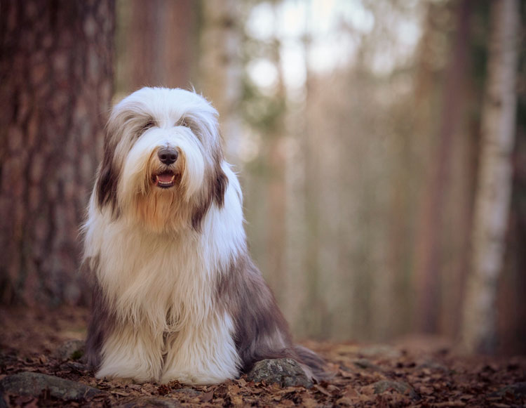 Chien Bearded Collie