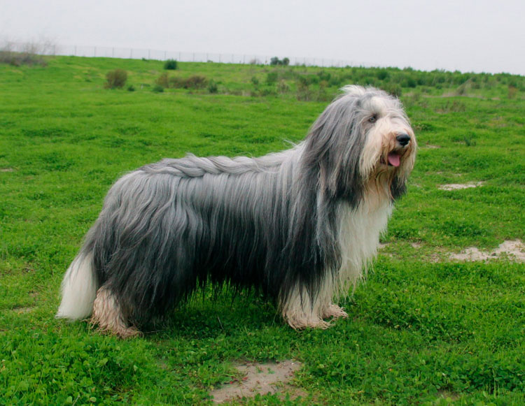 race de chien Bearded Collie