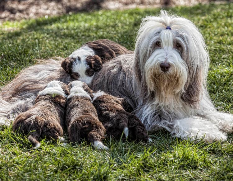Bearded Collie avec des chiots