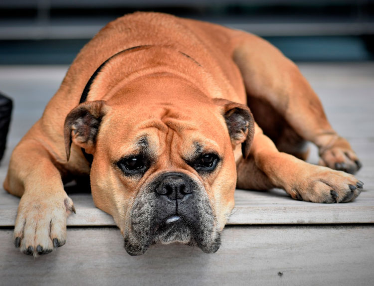 race de chien Bouledogue continental