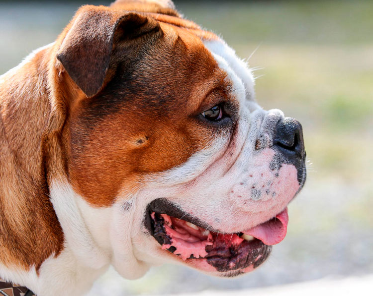 Muselière Continental Bulldog