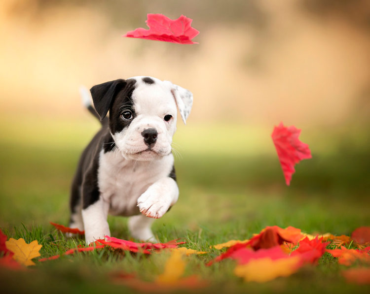 Prix du Continental Bulldog