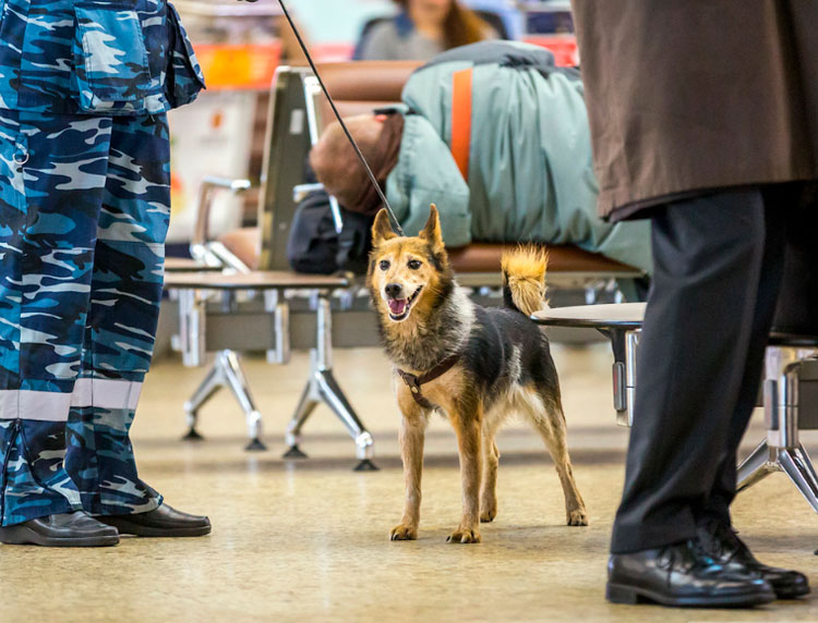 Le chien de Klim Sulimov