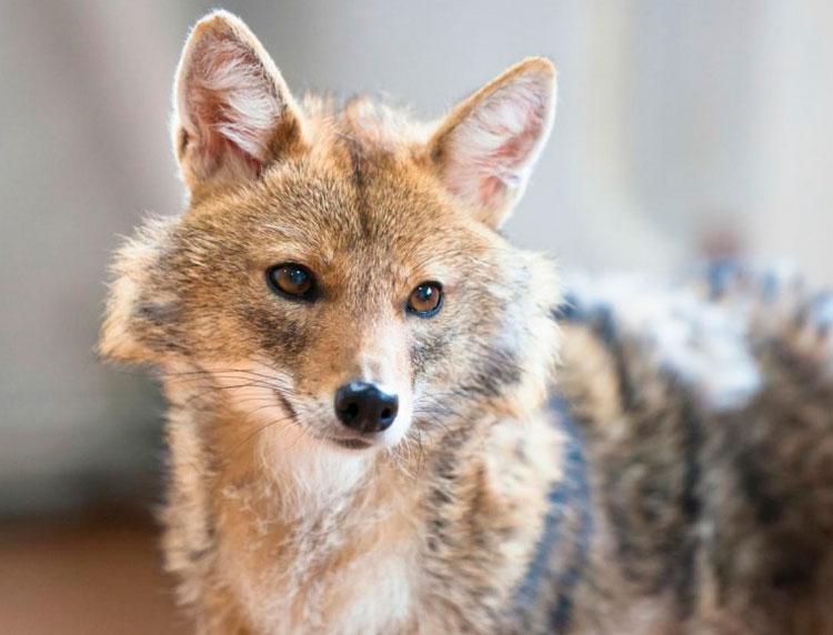 Shalaika - un croisement entre un chacal et un husky