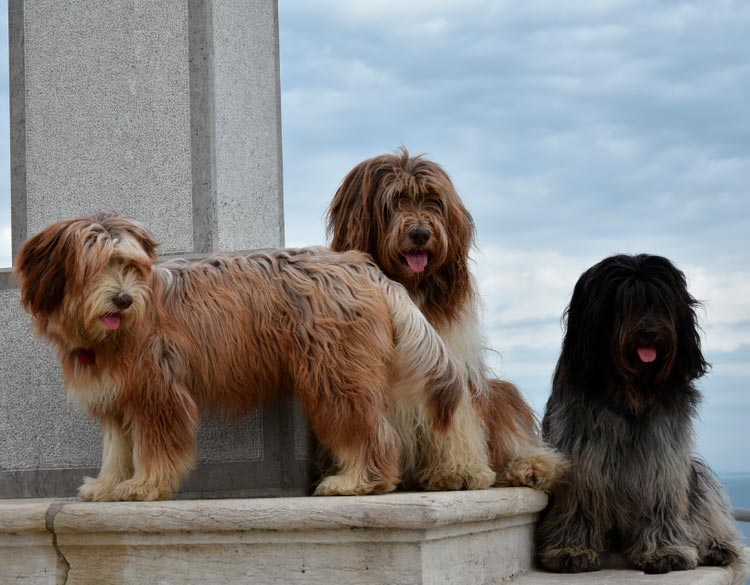 Schapendoes - Schapendois - Berger Néerlandais