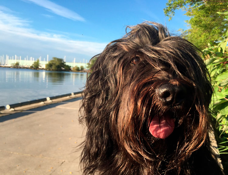 Schapendoes - Berger Hollandais