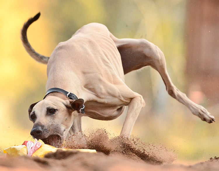 serviteurs en course