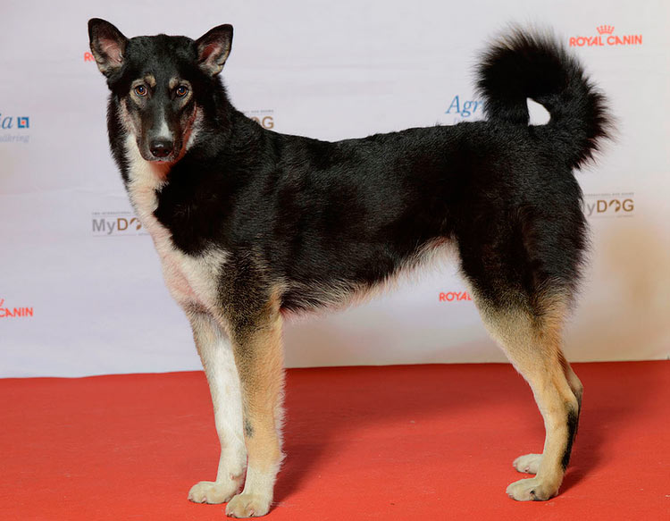 La laïka de Sibérie orientale lors d'une exposition