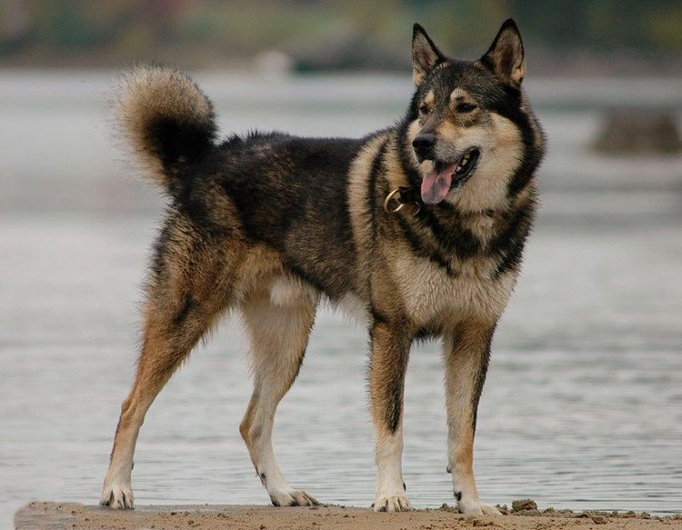 Photo de Laïka de Sibérie orientale