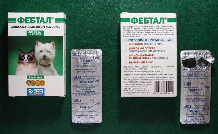 Févtal pour chats
