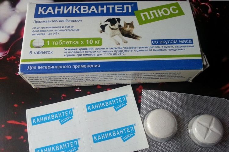 Caniquantel pour chats