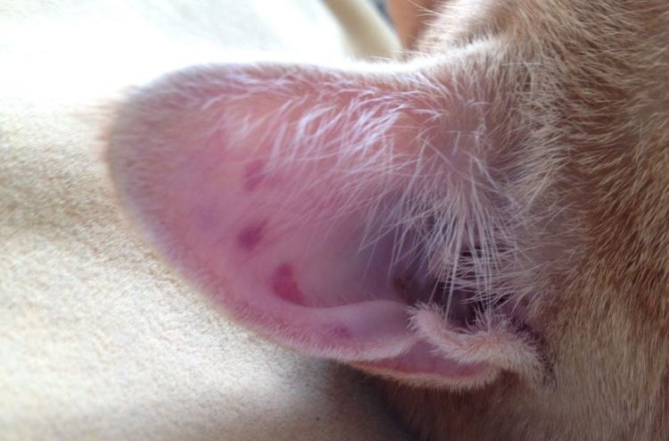 Hématome auriculaire chez un chat