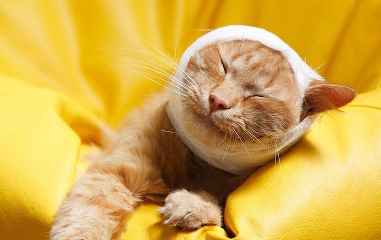 Nécrose du pavillon de l'oreille chez un chat