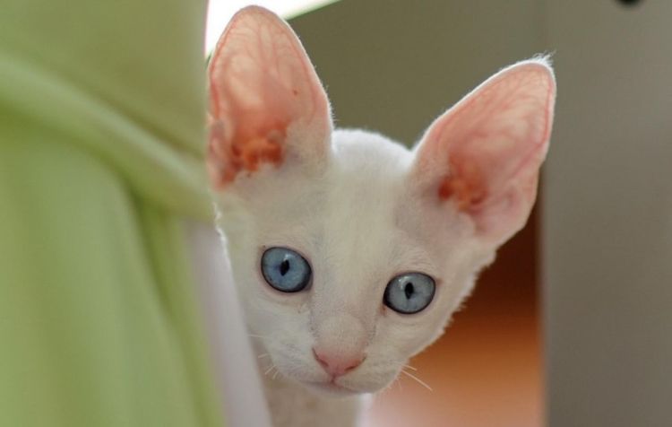 Un chat blanc aux grandes oreilles