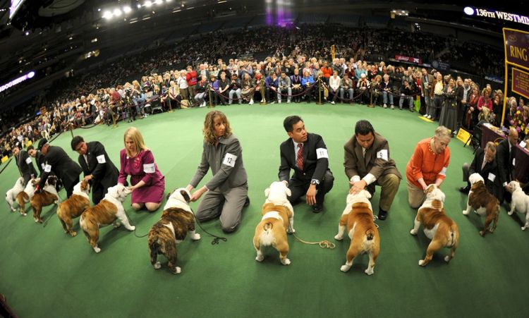 Le Salon mondial du chien 2019
