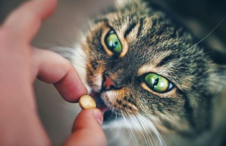 Le chat mange des vitamines