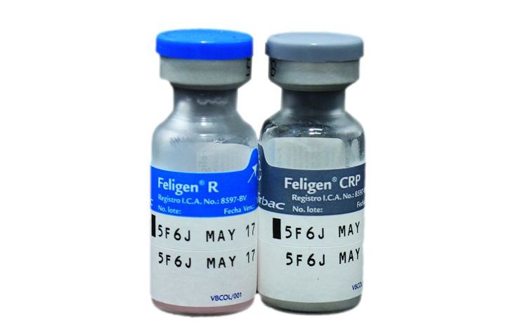 Vaccin pour chats Feligen