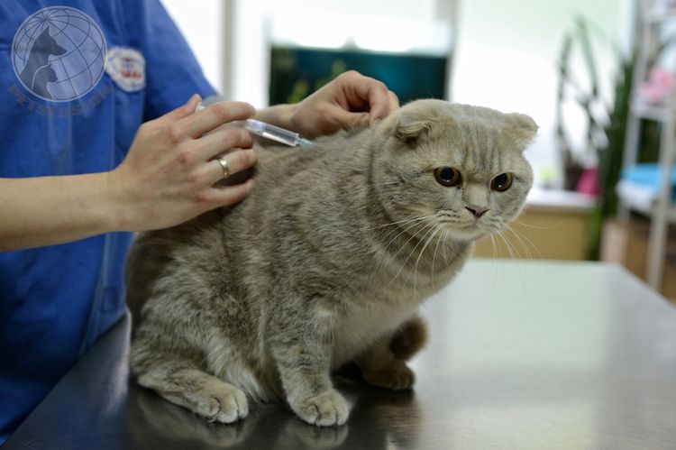 Vaccination d'un chat avec Felocel