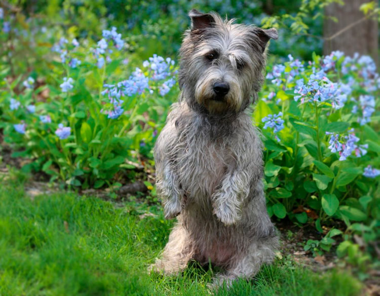 Glen of Imaal Terrier assis