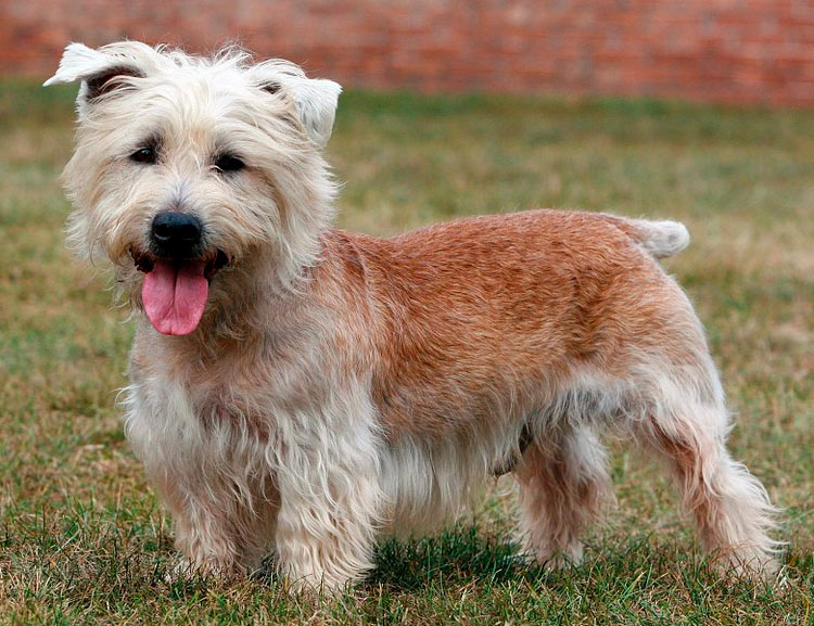 Standard du Terrier de Glen of Imaal