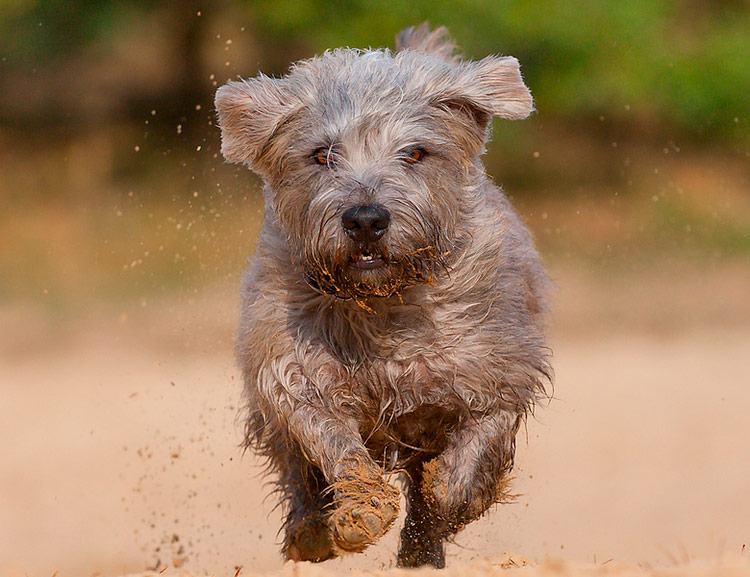 Course de terriers dans la vallée d'Imaal