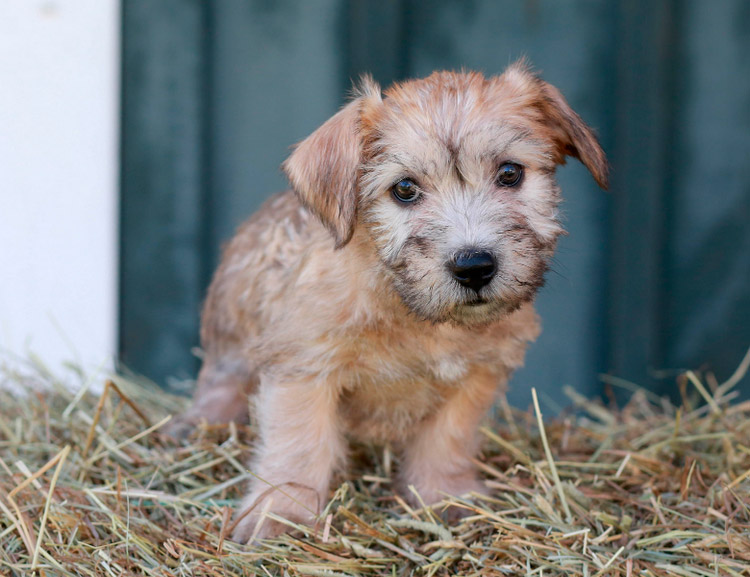 Chiot Terrier de Glen of Imaal
