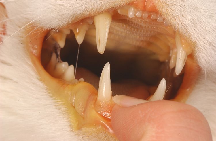 Symptômes de la cholangite chez les chats