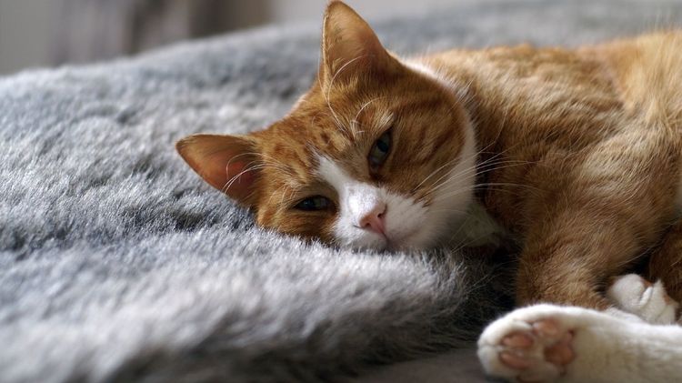 Le chat roux est couché