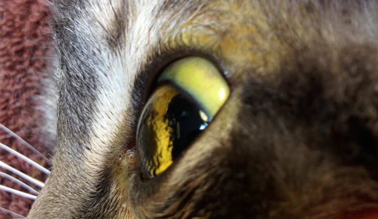 Jaunissement des muqueuses chez les chats