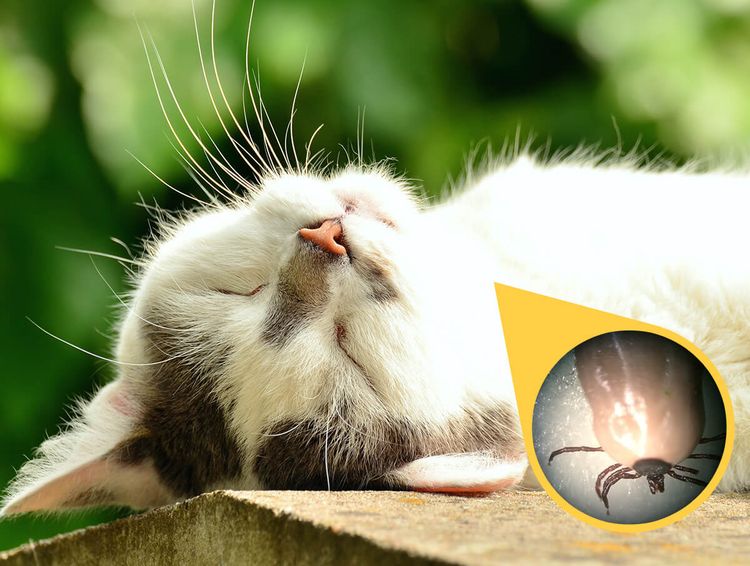 Tiques ixodides chez les chats