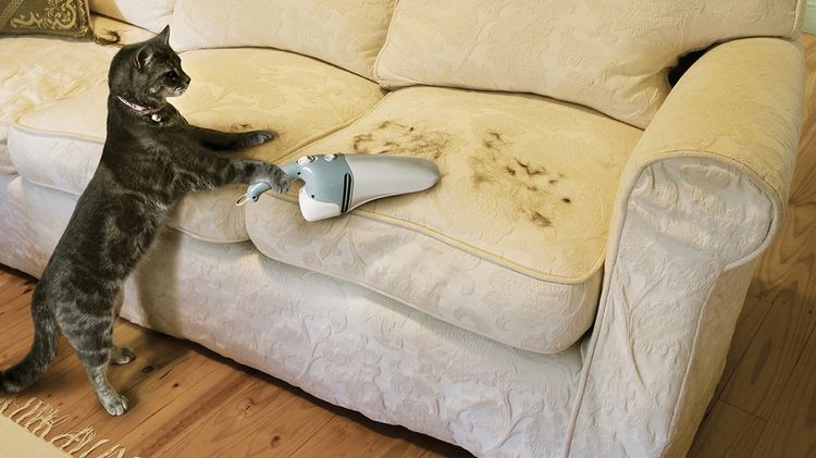 Comment se débarrasser des poils de chien ou de chat dans son appartement