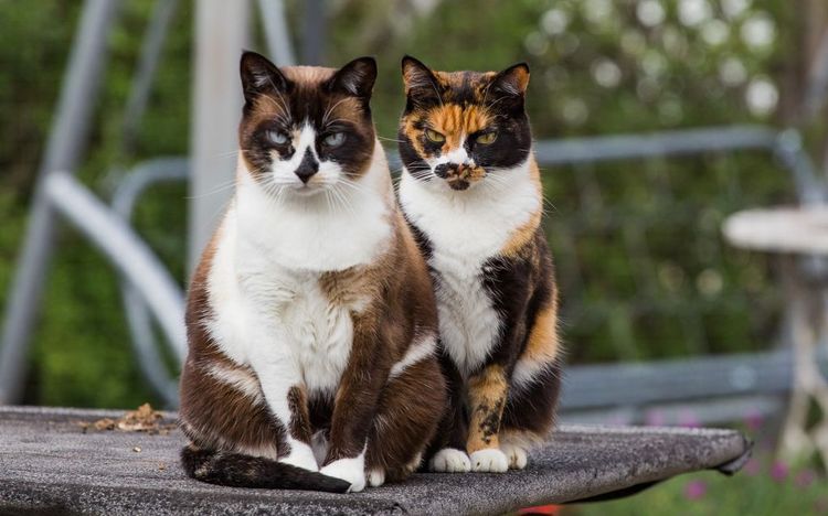 Surnoms pour chats tricolores