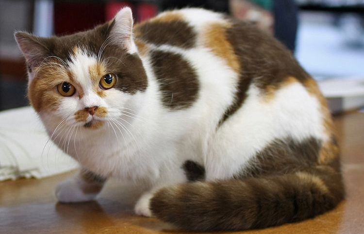 Liste de surnoms pour chats calico