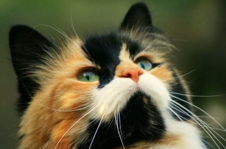 Comment appeler un chat calico