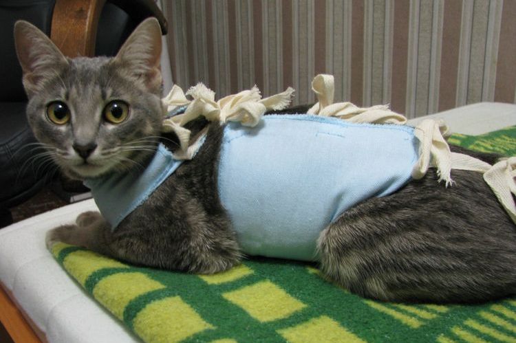 Chat après stérilisation