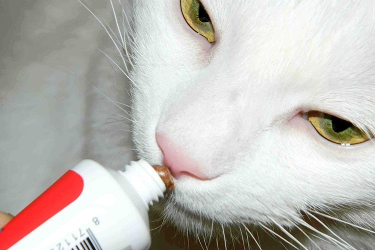 Pâte de malt pour chats