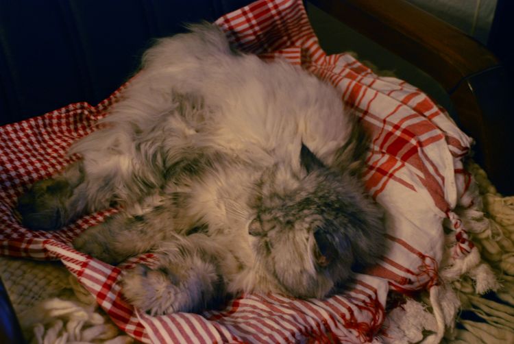 Lipidose hépatique chez les chats