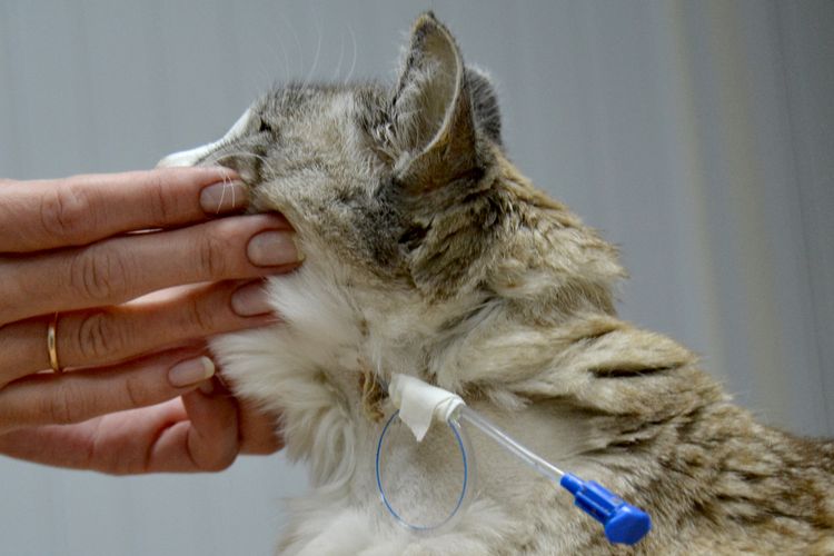 Nourrir un chat par sonde œsophagienne