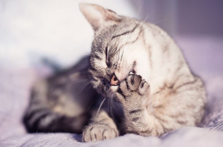 Le chat se lèche la patte