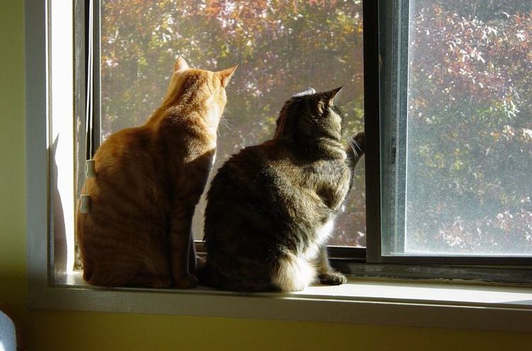 Des chats sur le rebord de la fenêtre