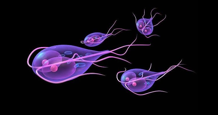 Giardia chez les chats