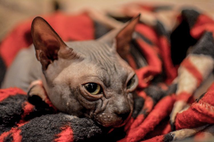 Mastopathie chez les chats