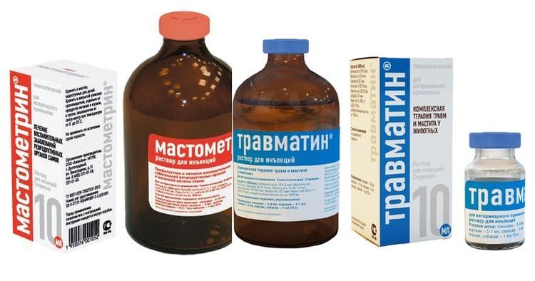 Traitement de la mastopathie chez le chat