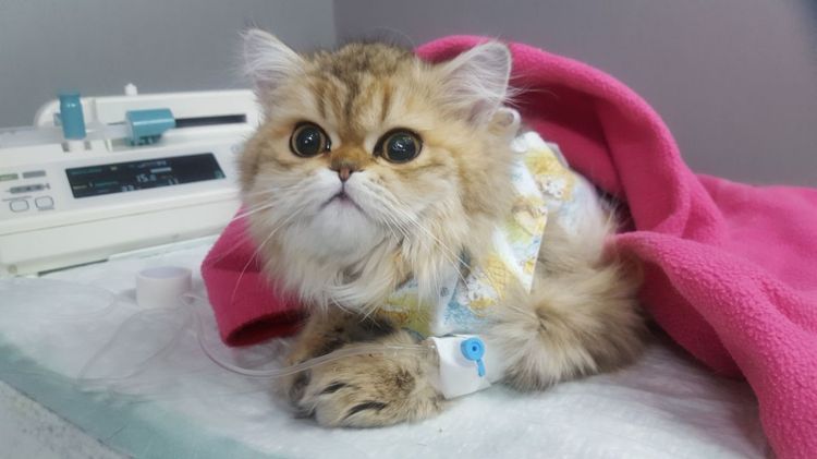 Stérilisation d'un chat atteint de mastopathie