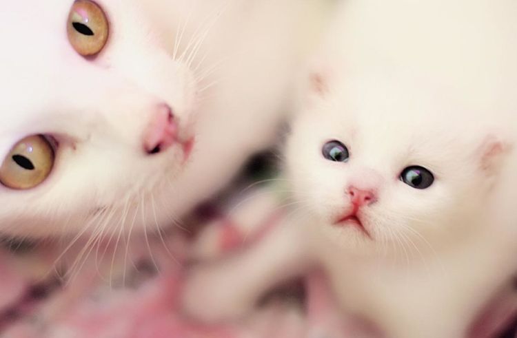 Une chatte et son chaton