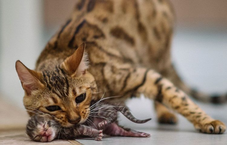 Le chat mange le chaton