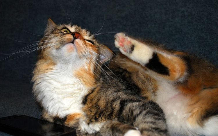 Des puces sur un chat