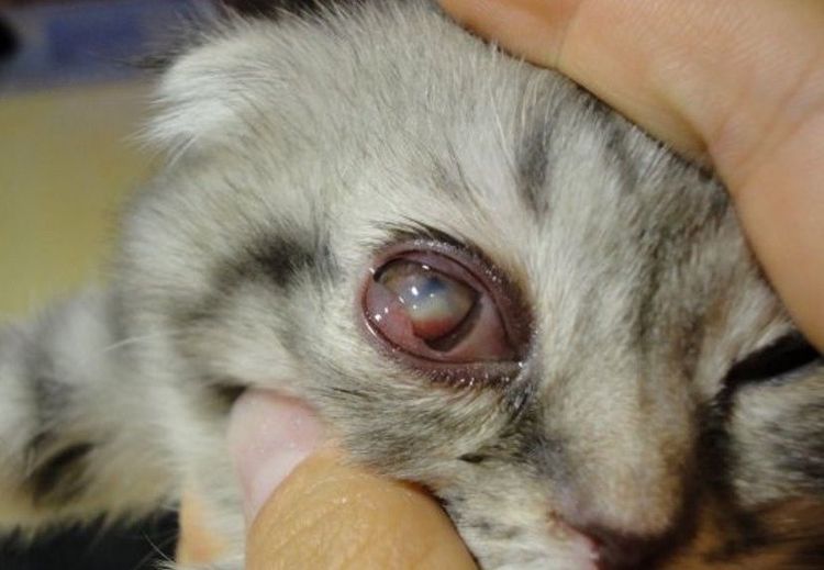 Panophtalmie chez un chat