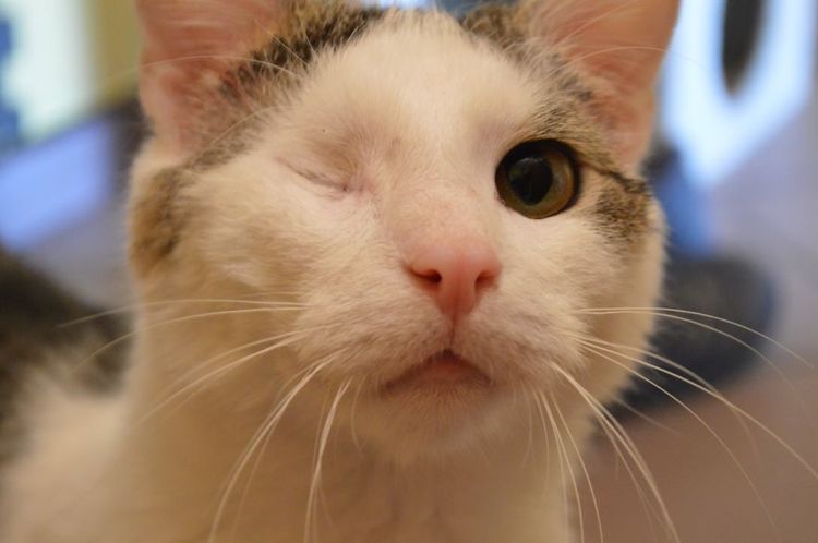 Un chat sans œil